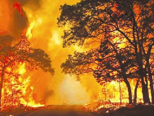 壯懷激烈，洛陽宇華電爐廠向四川森林撲火英雄致敬